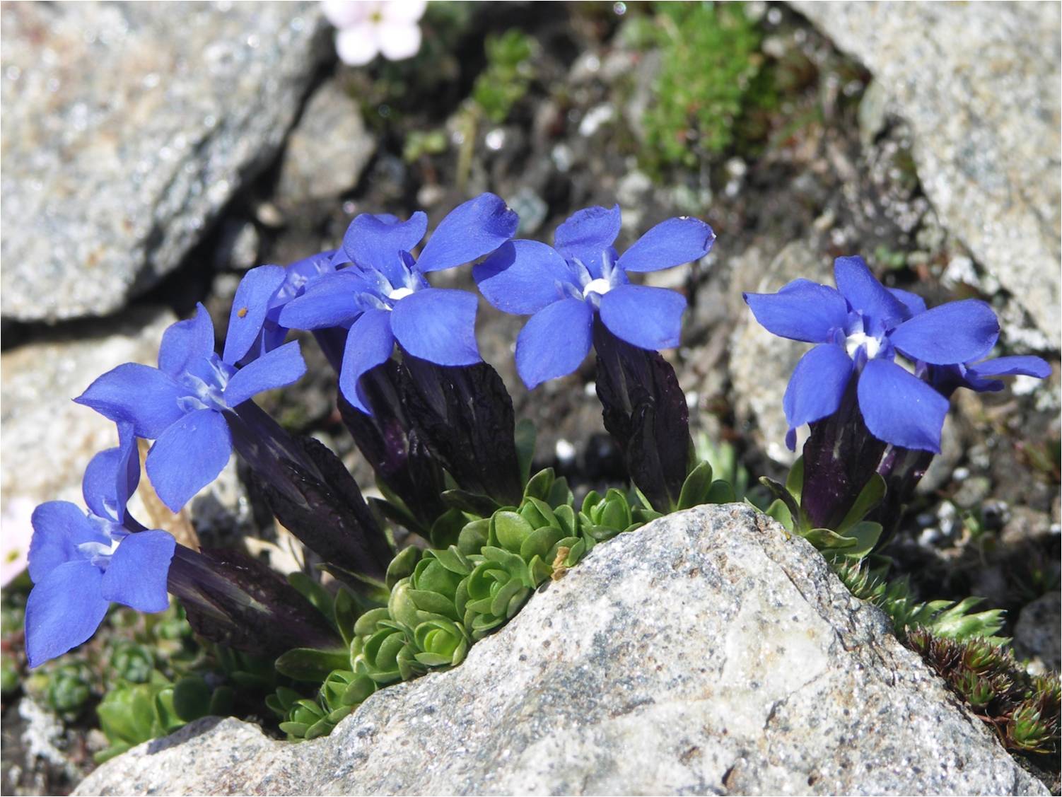 conferma determinazione gentiana